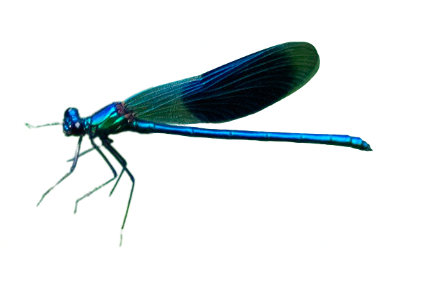 Marika Korent - Connecting for impact